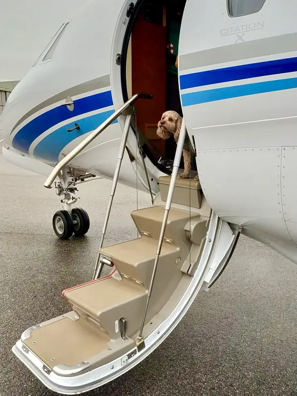A cockapoo standing at the top of the airstair of a Citation X, ready to board
